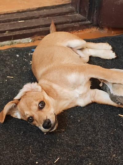 A light brown puppy is lying on its back on a dark gray mat. The puppy has dark eyes, floppy ears, and its front paws are visible. A piece of white fabric is tucked under its hind legs. The puppy appears to be resting or playing. The background shows a wooden door and a tiled floor, suggesting an outdoor or semi-outdoor setting. The scene is likely in Kolyvan, Russia, based on the provided context.
