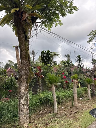 This media file captures a vertical scene of lush vegetation and electrical wires against an overcast sky. The foreground features a large, moss-covered tree trunk with epiphytic plants, possibly bird's nest ferns, growing on it. Several other trees and plants, including palms and flowering plants with red blooms, are visible further back. In the mid-ground, a red-tiled roof of a building peeks through the foliage. Electrical wires stretch across the frame, and in the distance, a telecommunications tower is discernible against the sky. The overall impression is a tropical, slightly overgrown, rural or suburban setting in Bangli, Indonesia, likely during the day under cloudy or stormy weather. The mood is somewhat dramatic due to the heavy clouds and the tangle of wires and vegetation. There is no visible text in the image.