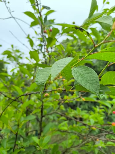 The image displays a close-up view of a cherry tree branch with green leaves and unripe cherries. The leaves are wet, suggesting recent rain or dew. Some leaves show dark spots, possibly indicating a fungal infection or insect damage. In the background, other branches and foliage are visible, blurred due to the shallow depth of field. The sky is overcast and appears light gray. The scene is set outdoors, likely in a garden or natural environment, and is specifically located in Posadnikov Ostrov, Russia. There are no people or animals present in the image.