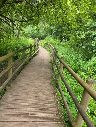 This image captures a wooden boardwalk winding through a dense, verdant forest in Wepre, United Kingdom, during daytime. The path, constructed from weathered, ribbed wooden planks in shades of light brown and grey, curves gently to the right as it recedes into the distance. It is bordered on both sides by a rustic wooden railing, comprising vertical posts and three horizontal rails, all exhibiting a weathered green-brown appearance with some visible discoloration.

The surrounding environment is dominated by an abundance of lush green foliage, indicative of a forest or woodland. Various species of trees and dense undergrowth flank the path, with a visible canopy overhead. Small white and purple wildflowers are interspersed within the undergrowth alongside the boardwalk.

In the mid-ground, two adult individuals are walking away from the viewer along the boardwalk. One is wearing a light-colored top, and the other a darker top. Their specific features are not discernible due to their distance from the camera. No other subjects or objects are clearly visible, and the scene is illuminated by natural light, suggesting an overcast or dappled sunlight condition.