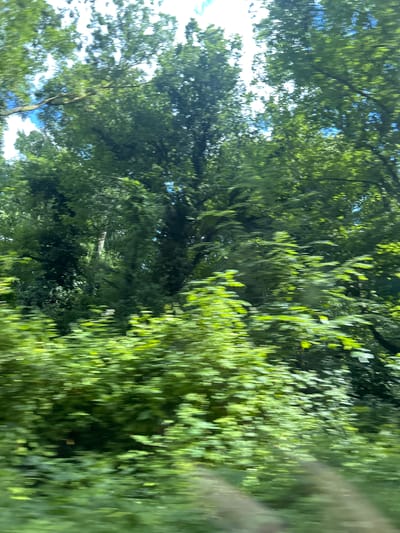 The image shows a blurred view of lush green trees, likely taken from a moving vehicle. The sunlight filters through the dense foliage, creating a dappled effect. The scene suggests a natural environment, possibly a park or a roadside lined with trees, in Zvezditsa, Bulgaria. The motion blur indicates movement, making it difficult to discern specific details of the trees or the surrounding landscape.
