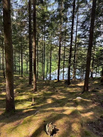 The image presents a tranquil coniferous forest scene, likely situated in Vessigebro, Sweden. Numerous tall, slender trees, characteristic of spruce or fir with their straight trunks and needle-like foliage, stand in dense rows, creating a sense of depth as they recede into the distance. Their rough, dark bark is visible, with some branches extending outwards.
The forest floor is thickly carpeted with vibrant green moss, forming a soft, undulating terrain. Warm, golden sunlight filters through the dense tree canopy, casting long, distinct shadows across the mossy ground. This dappled lighting suggests either an early morning or late afternoon setting under clear skies. The sunlight illuminates sections of the tree trunks and the moss, creating a striking contrast with the shaded areas and highlighting the natural textures of the forest.
In the background, beyond the dense arrangement of trees, a bright, expansive green clearing or field is visible, suggesting an open area adjacent to the woodland. A narrow strip of pale blue sky can be seen above the distant tree tops, confirming the clear weather conditions. No human activity, animals, or visible text are present, emphasizing the untouched natural beauty and profound tranquility of this woodland environment. The scene evokes a sense of peaceful immersion in nature.