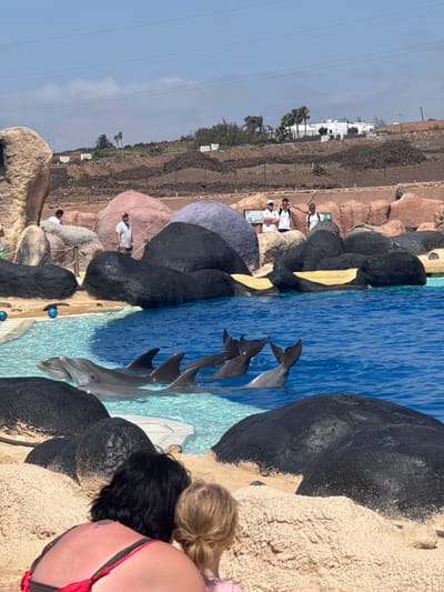 The image depicts a dolphin show at Rancho Texas Lanzarote Park in Tías, Spain. Several dolphins are visible in a blue pool, with their tails and bodies partially submerged. Surrounding the pool are artificial rock formations. In the background, there are spectators, some of whom are wearing white shirts. Other people are also visible near the rocks further away. The sky is clear and blue. The environment consists of artificial structures designed to mimic a natural landscape, as well as the pool for the dolphin show.
