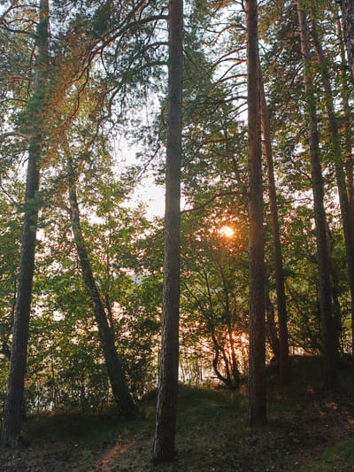 The image depicts a view of a forest in Nepryakhinskoye Sel'skoye Poseleniye, Russia. The foreground is dominated by several tall pine trees with textured bark. The ground is covered with dry pine needles and patches of grass, with sunlight casting dappled shadows. In the background, the sun is setting through the dense foliage of trees, creating a warm, golden glow and lens flare. A body of water, likely a lake or river, is visible through the trees, reflecting the light. The overall atmosphere is serene and natural. There are no people or animals visible in the image.