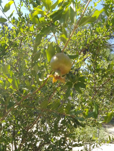 A close-up, medium shot captures a young, green pomegranate fruit hanging from a branch of a pomegranate tree. The fruit is round and smooth, with a slightly elongated shape at the bottom where it connects to the branch. A small, dried flower or remnant of a blossom is attached to the bottom of the fruit. The fruit is positioned slightly off-center to the left of the frame. Surrounding the fruit is a dense cluster of bright green, oval-shaped leaves, some of which are catching the sunlight, creating a dappled effect. The branches of the tree are thin and brown, creating a network that supports the leaves and fruit. The background is filled with more of the tree's foliage, appearing slightly out of focus. In the distance, through gaps in the leaves, a clear blue sky is visible, and hints of what appears to be an outdoor environment with some dried vegetation or ground cover can be seen at the bottom right of the image. The lighting suggests a sunny day. The image was taken in Muborak, Uzbekistan.