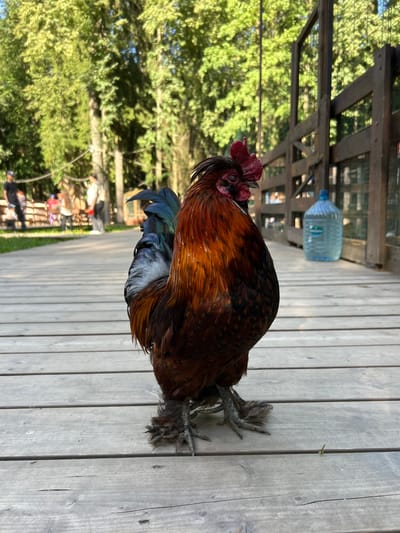 A full-body shot captures a rooster standing on a wooden boardwalk. The rooster is predominantly reddish-brown with iridescent blue and green tail feathers. Its legs are feathered, and its feet are splayed. The background features a wooden fence and lush green trees. Several people are visible in the distance, walking along the boardwalk and near enclosures. A large blue water jug stands against the fence on the right side of the image. The scene appears to be an outdoor zoo or animal park.