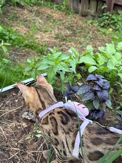 A Bengal cat with a purple harness is exploring a garden with lush green plants. The cat's fur is a mix of brown and black stripes, and it has pointed ears. The garden appears to be well-maintained, with a variety of plants, including basil. The ground is covered in soil and mulch, and there is a wooden fence in the background. The overall impression is one of a peaceful and serene outdoor scene.