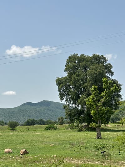 The image depicts a pastoral landscape under a clear blue sky. In the foreground, a grassy field is dotted with a few large rocks. A prominent, mature tree with dense green foliage stands in the mid-ground, slightly to the right of center. Beside it, a younger tree with lighter green leaves is visible. In the background, rolling, tree-covered hills form a gentle mountain range. Several other trees and bushes are scattered across the field and along the base of the hills. Power lines are strung across the upper portion of the sky. The scene appears to be a natural, undeveloped area.