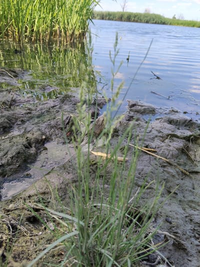The image captures a close-up view of a muddy shoreline adjacent to a body of calm water. The foreground is dominated by thick, green reeds and grasses growing out of the dark, wet mud. The mud is textured with small pools of water and what appear to be animal tracks or depressions. In the background, the water stretches out, reflecting the sky, which is partly cloudy with a hint of blue. The reeds continue along the far bank of the water, forming a dense green wall that meets a horizon with a few scattered trees and a faint, distant treeline. The lighting suggests it is daytime, likely mid-morning or afternoon, given the bright sunlight and clear reflections. There are no people or discernible objects other than the natural elements of the scene. The overall impression is one of a serene, natural wetland environment. The location is identified as San Martín de Porres, Peru.
