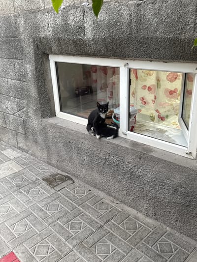 A black and white cat is sitting on the ledge of an open window, looking down. The window has a white frame and is partially obscured by a patterned curtain with red and pink fruit designs. Inside the window, two white plastic cups can be seen. The exterior wall of the building is made of rough grey concrete, and the ground below is paved with decorative grey tiles featuring floral patterns. A few green leaves are visible in the top left corner, suggesting the presence of a plant. The image appears to be taken outdoors during the daytime, as evidenced by the natural light. The cat's gaze and posture suggest curiosity or alertness. The overall scene is domestic and casual, implying a residential setting in Novopavlovka, Kyrgyzstan. There is no visible text in the image.