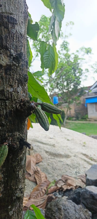 This is a close-up, eye-level photograph of young cocoa pods growing on the trunk of a tree. The tree's rough, textured bark is prominent in the foreground on the left side of the image. Several small, green, elongated cocoa pods are attached directly to the trunk by short stems. One pod is more prominently in focus, showing distinct ribbed segments.
Behind the tree, the background is softly blurred, indicating a shallow depth of field. Green leaves from the same tree and others are visible, some in sharp focus and others out of focus. In the middle ground, there is a pile of light-colored sand and some dried brown leaves scattered on the ground. Further in the background, a blurred residential building with a blue section and a red roof can be seen, suggesting a rural or semi-rural setting. The sky above is bright and overcast. The scene appears to be outdoors in the village of Kemuning, Indonesia, likely a garden or plantation area. There are no people or animals present in the image. The overall impression is one of natural growth and early development of the cocoa fruit.