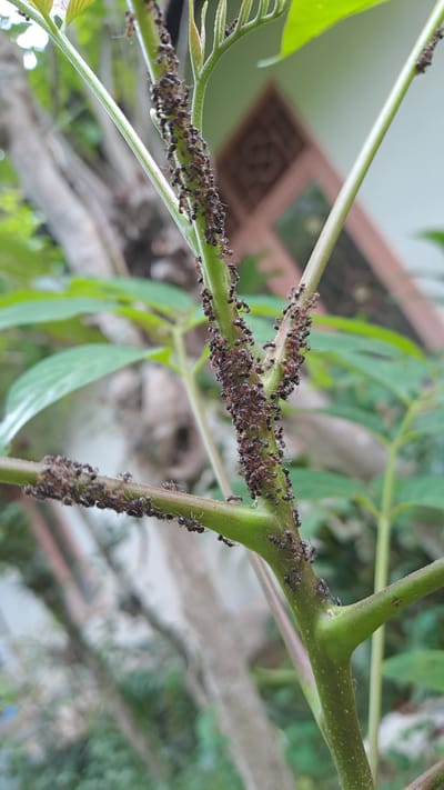 A close-up, outdoor, eye-level shot captures a cluster of small, dark ants swarming on the green stems of a plant. The ants are densely packed on two branches, forming thick lines of activity. The background is softly blurred, showing hints of green leaves and a building with a decorative window, suggesting an urban or suburban environment in Meunasahmeucap, Indonesia. The focus is sharp on the ants and the plant stems, highlighting the texture and details of the insect colony and its botanical host.