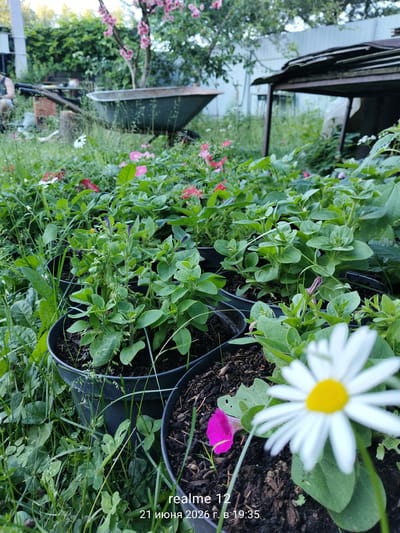 An outdoor scene depicts a garden area with several potted plants. In the foreground, a white daisy with a yellow center is prominently displayed, slightly out of focus. Adjacent to it is a single pink flower, also out of focus. The plants are housed in black plastic pots filled with dark soil. The surrounding ground is covered with green grass and other low-lying vegetation. In the mid-ground, rows of young green plants in black pots are visible. In the background, a weathered green wheelbarrow rests on the ground, and further back, a structure with a dark, corrugated roof is present. The overall environment suggests a backyard or allotment garden setting. The image has overlaid text at the bottom that reads "realme 12 21 июня 2026 г. в 19:35", which indicates the device used to capture the image and the date and time. There is a blurry figure in the far left background wearing dark clothing. The scene is located in Космос-2 Снт, Russia.