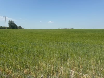 An eye-level, wide-angle outdoor photograph captures a vast, green agricultural field under a clear blue sky. The field, likely in Lyalta, Canada, is densely populated with crops that appear to be young wheat or barley, with some drier, lighter-colored stalks visible in the foreground. In the middle ground, a row of utility poles with power lines stretches across the landscape, marking a boundary or infrastructure within the rural setting. The horizon is flat, with a faint line of trees and structures visible in the distance. A few small, white clouds are scattered across the expansive sky. The overall impression is one of open, agricultural land in a rural environment.