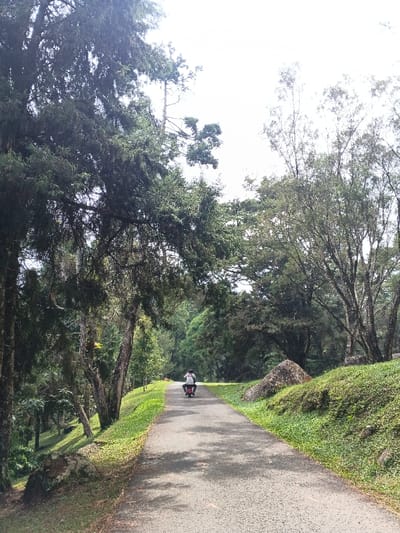 A paved road cuts through a lush green landscape with dense trees. A person is riding a small motorcycle away from the viewer, going down the path. The roadside is covered with grass and a few scattered rocks. Trees dominate both sides, casting shadows on the road. The sky above is overcast and muted.