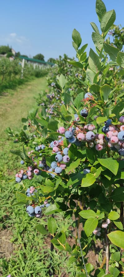This is a medium shot, vertical image taken outdoors on a sunny day. The foreground features a close-up of a blueberry bush laden with ripening berries. The berries vary in color from pale pink and green to deep blue, with some showing a purplish hue. The leaves of the bush are a vibrant green. In the background, a neat row of similar blueberry bushes stretches into the distance, with a clear blue sky overhead. The ground between the rows appears to be covered with short green grass and some bare earth. To the far left, out of focus, are hints of rural structures, possibly a house and a greenhouse or farm building, suggesting a location in a rural area. The image is likely a photograph of a blueberry farm in or near the city of Sorochyne, Ukraine, capturing the essence of the agricultural landscape under a bright sky.
