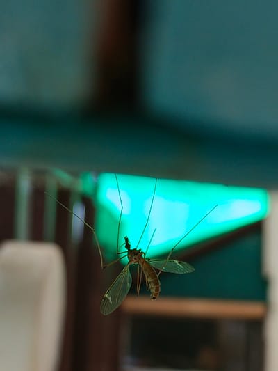 An image taken indoors in Терновский округ, Ukraine, displays a crane fly (Tipulidae) or a large mosquito suspended upside down from an unseen overhead surface. The insect, positioned in the central-right of the frame, exhibits a light brown, slender body, long segmented legs, and transparent wings with visible venation. Its head is oriented towards the bottom-left of the image. The background is significantly out of focus, featuring a prominent, rectangular light source emitting a vibrant teal-blue glow in the mid-ground. Above the insect, a blurry dark teal-green surface is visible, likely a ceiling. To the left, a large, indistinct light-colored object, possibly a piece of furniture or a wall, occupies the lower-left. The remainder of the background consists of blurred, dark, indeterminate forms.