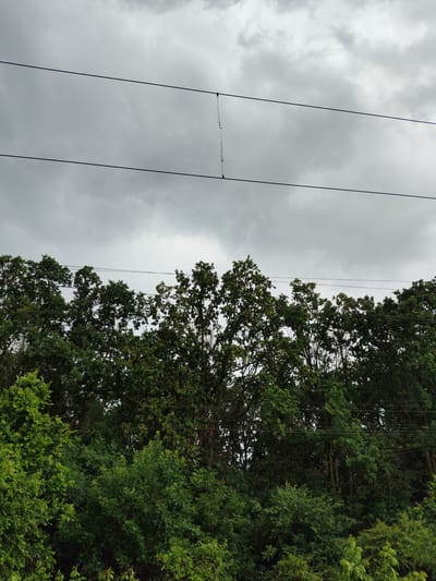A cloudy sky hangs over a dense line of green trees. Two dark wires are suspended horizontally across the frame, crossing the sky and disappearing behind the trees. The trees form a thick, natural barrier across the lower portion of the image, with varied shades of green indicating different types of foliage. The sky is overcast, with no direct sunlight visible. This scene depicts a natural landscape, possibly on the outskirts of a city like Znamenskiy, Russia, where utility lines are common.