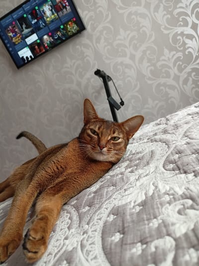 An adult Abyssinian cat with copper-colored fur is lying on a grey and white patterned bedspread. The cat is facing the camera with its head tilted slightly to the left, revealing its green eyes and prominent white whiskers. Its body is stretched out on the bed, with its front paws extended forward. Behind the cat, a television screen is mounted on a wall with a subtle floral wallpaper pattern. The television displays a grid of movie posters. A black stand or mount is visible behind the cat and in front of the television. The scene appears to be indoors, likely a bedroom or living area. There is no information about the location in Volgodonsk, Russia, or any people present in the image.