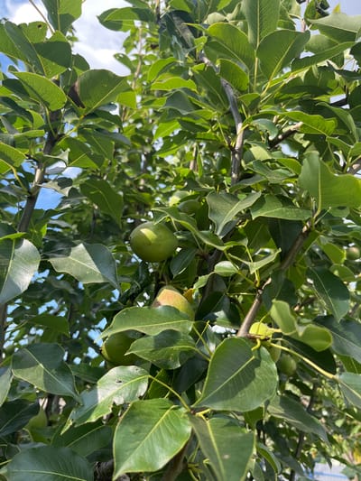 A pear tree with green leaves and developing pears is shown against a backdrop of a partly cloudy sky. The image appears to be taken in Otrado-Olginskoye, Russia, given the context provided. The focus is on the fruit and foliage of the tree, with some of the pears visible in various stages of growth. The branches are dark and woody, interspersed with the vibrant green leaves. Sunlight filters through the leaves, casting shadows and highlighting the textures of the plant. The scene is natural and depicts a typical orchard or garden setting.