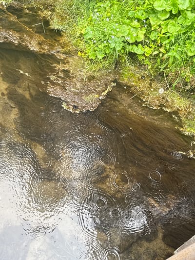 The image shows a shallow, brown, flowing body of water with visible ripples and concentric circles caused by raindrops. The water appears to be flowing over a rocky, uneven bottom. Along the right bank, there is lush green vegetation, including grass and broad-leafed plants, with a few small white and blue flowers. A rocky, moss-covered edge separates the water from the vegetation. The scene is likely outdoors, given the natural vegetation and the presence of rain. The image does not contain any people or man-made structures, suggesting a natural setting within or near the city of Savvateevka, Russia.