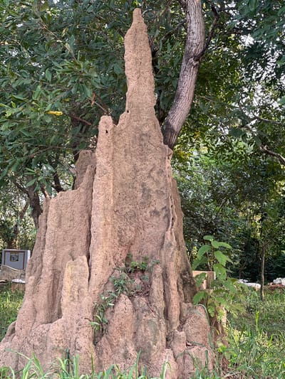 The scene, located in Logba Adzakoe, Ghana, features a large, irregularly shaped termite mound built around the base of a mature tree. The mound, estimated to be several meters in height, is composed of earthen-toned material, displaying a rough, porous texture. It culminates in a prominent, upward-tapering spire, with multiple smaller, rounded projections and vertical ridges along its sides. Green vegetation, including small plants and vines, grows from various crevices and the lower sections of the mound. The light-colored, vertically striated trunk of the host tree is visible emerging from the right side of the mound, extending upwards into a dense canopy of green foliage that forms the upper and background elements of the image. In the mid-ground on the left, a light-colored rectangular object, potentially a grave marker with dark text, is partially visible. The ground in the foreground and around the mound is covered with green grass and other herbaceous plants. No individuals or active events are present.