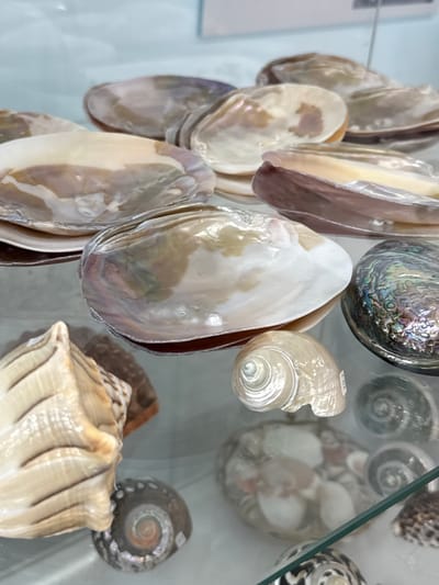 The image shows a close-up view of a collection of seashells displayed behind a glass surface. Several oyster-like shells with a pearlescent interior lining are grouped together, their edges facing the viewer. To the right are several spiral seashells, including one with a light-colored surface and another with a dark, patterned exterior. One abalone shell with a characteristic iridescent surface is present. Some of the spiral shells appear to have price tags affixed to them. The environment is indoors, likely a display case in a store or museum. There is no information to confirm that this image was taken in Синьково, Russia.