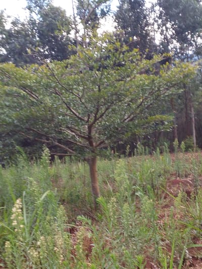 The image displays an outdoor natural environment located in Limuru Central ward, Kenya. A prominent tree with a light brown trunk and a dense canopy of green leaves stands in the central midground. The ground surrounding the tree consists of uncultivated terrain, featuring a mix of green grasses and herbaceous plants, some with noticeable light-colored flower spikes, interspersed with areas of exposed reddish-brown soil. In the background, a dense line of taller trees with dark green foliage and visible trunks is present, beneath a bright sky that appears to be overcast or diffused. No individuals, animals, or artificial structures are visible in the scene.