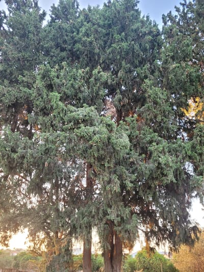 The image captures a dense cluster of mature cypress trees, their branches heavily laden with foliage and numerous small, light-brown cones. The trees are positioned in the foreground and dominate the frame, with their dark green needles creating a textured, almost curtain-like appearance. Sunlight filters through the branches, casting dappled shadows and illuminating sections of the canopy with a warm, golden light, particularly on the right side of the image. The sky above is a pale, overcast blue. In the background, glimpses of a semi-urban environment are visible. These include scattered buildings with white and light-colored facades, some with red-tiled roofs, nestled among further green vegetation and trees. A faint hint of a distant hillside or rising ground can be observed. The overall scene suggests an outdoor setting, likely a garden or a park, within the locality of Tserkezoi, Cyprus, possibly during the late afternoon or early morning given the quality of light. No people are present in the image.