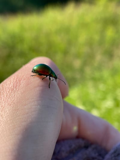 A small, iridescent green beetle is perched on a human finger, which is slightly pink and textured. The beetle is facing right, with its body elongated and antennae visible. Its shell reflects light, showing shades of green and a hint of red. The background is softly blurred, depicting a bright green grassy field under natural sunlight. The scene is captured in close-up, focusing on the beetle and the finger, with the natural environment providing a soft contrast.