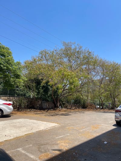The image depicts an outdoor scene in the city of Karmiel, Israel, likely a parking area adjacent to a residential or commercial space. In the foreground, a portion of a grey asphalt parking lot is visible, scattered with light-colored debris, possibly dried leaves or organic matter. White parking lines are faintly marked on the asphalt. To the left, a section of a concrete slab is present. A white car is parked on the left side of the frame, with its rear visible. To the right, a sliver of a silver car is also visible.

Dominating the midground are two mature trees with sparse, light-green foliage and visible branches. Behind the trees, a low, rough-hewn stone wall separates the parking area from a denser growth of green trees and bushes. A metal fence runs along the top of the stone wall. Beyond the vegetation, a clear, bright blue sky stretches across the upper portion of the image, with four parallel dark power lines crossing horizontally. In the distance, a slightly blurred, tree-covered hillside is visible under the sunlight. The overall impression is a sunny, daytime scene.