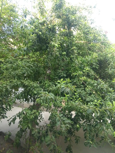 The image depicts an apple tree with numerous green apples growing on its branches. The tree is full of lush green leaves, and the apples are distributed throughout the foliage. In the background, a concrete surface is visible, suggesting an outdoor setting, possibly a courtyard or garden. The lighting suggests it is daytime, with sunlight filtering through the leaves and illuminating parts of the scene. The overall impression is of a healthy, fruit-bearing tree in a relatively urban or suburban environment, given the presence of the concrete. Without further context, it is impossible to determine the exact location within Kokand City, Uzbekistan, but it is likely a residential area or a public space where fruit trees are cultivated.