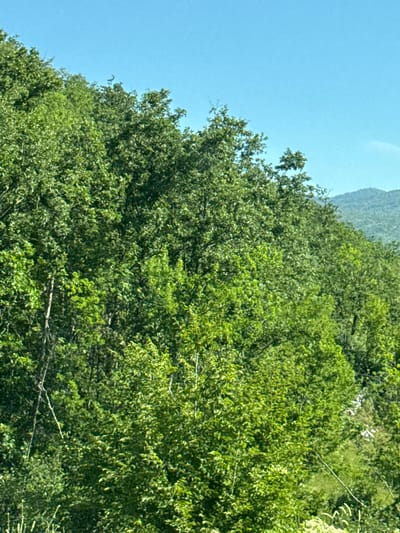 The image shows a dense forest covering a hillside under a clear blue sky. The trees are lush and green, with varying shades indicating different types of foliage and light conditions. In the background, a distant mountain range is visible, suggesting a natural, undeveloped landscape. The foreground features the upper canopy of the forest, with some branches and leaves clearly defined. The scene appears to be a natural environment, likely in a rural or mountainous area. The specific location in Jasenovo Polje, Montenegro, implies a Balkan mountainous region, characterized by such dense forestation. There are no people, animals, or man-made structures visible in the image. The overall impression is one of natural beauty and tranquility.