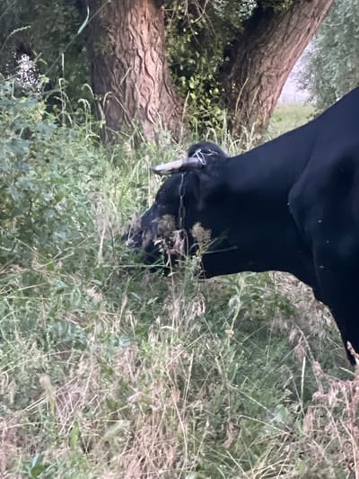 A black cow is partially visible, grazing in tall grass and foliage, with its head facing left. The cow has short, white-tipped horns and a metal ring through its nose. A chain is attached to the ring. The environment appears to be a rural area, possibly a meadow or field, with a large tree trunk visible in the background. The lighting suggests it is either early morning or late afternoon. The overall scene is natural and rural, with no identifiable urban structures in Coșnița, Moldova.