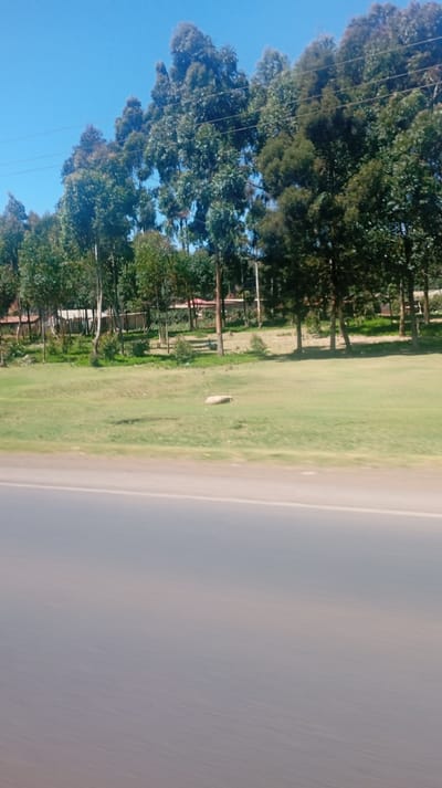 The image captures an outdoor scene, likely taken from a moving vehicle, looking across a road towards a landscape of grassy fields and trees under a clear blue sky.
In the immediate foreground, approximately the bottom third of the image, is a blurred expanse of grey and light brown, characteristic of an asphalt road seen with motion blur, indicating the photograph was taken while moving. A faint, lighter horizontal line runs across this blurred section, suggesting a road marking or the edge of the paved surface.
Above the road, occupying the midground, is a wide, open area of light green grass. The grass appears well-maintained in some parts, while other sections show slight variations in color and texture. In the center-right of this grassy field, a light-colored, elongated object, possibly a rock or a piece of debris, rests on the ground. There are also some subtle darker patches or depressions in the grass.
The background of the image is dominated by a dense line of trees of varying heights and foliage densities. Many of these trees have slender trunks and appear to be eucalyptus trees, characterized by their often blue-green leaves. Some trees are taller and more mature, forming a canopy, while others are younger and more sparsely leaved. Beyond this initial line of trees, hints of structures or buildings, possibly residential, can be discerned, partially obscured by the foliage. A few reddish elements, possibly roofs or walls, are visible amongst the greenery. Electrical or telephone wires stretch horizontally across the upper part of the image, passing through the upper sections of the trees.
The sky is a vibrant, clear blue, completely devoid of clouds, indicating bright and sunny weather conditions. The overall lighting suggests it is daytime, likely morning or early afternoon, given the intensity of the light. No specific human activity or identifiable text is visible in the image.