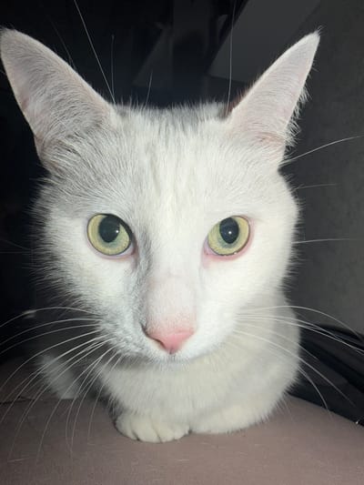 A close-up, high-angle shot shows a white cat with light green eyes and a pink nose. The cat is facing upward towards the camera. Its head is slightly tilted. The background is dark and out of focus. The cat's whiskers are long and white. Part of the cat's body is visible in the lower left corner, resting on what appears to be a light brown surface. There is no evidence to suggest the location is in Novosergievka, Russia.