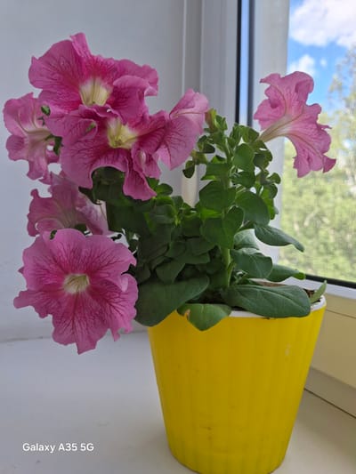 The image shows a bright yellow pot containing pink petunias. The pot is placed on a windowsill, with a window in the background showing a blurry view of green foliage and a blue sky with white clouds. The petunias are in full bloom, with several large pink flowers and green leaves visible. The flowers have delicate veins and a lighter center. The overall lighting suggests it is daytime, possibly a sunny day, given the bright colors and the view of the sky. The image has a watermark on the bottom right corner that reads "Galaxy A35 5G". The scene is indoors, on a windowsill, with the natural light coming from the window. There are no people or animals visible in the image. The setting is likely a home or an office with a window view.