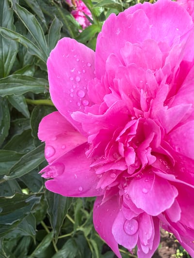 A close-up, eye-level, vertical shot showcases a vibrant pink peony in bloom, set against a backdrop of lush green foliage. The peony's delicate petals are adorned with numerous water droplets, suggesting recent rainfall or dew. The depth of field is shallow, with the foreground peony in sharp focus and the background greenery softly blurred. The image was taken outdoors, likely in a garden or park in the city of Шихово, Russia, during the daytime. No people or animals are present in the frame.