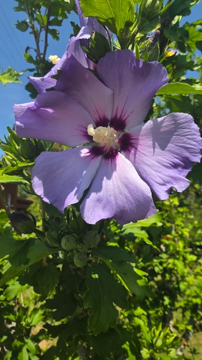 This is a close-up, vertical, outdoor photograph of a blooming purple hibiscus flower. The flower has five large, delicate petals that are a light lavender shade, with darker purple veins radiating from the center. The center of the flower features a pale yellow stamen. The flower is surrounded by vibrant green leaves and several unopened buds. In the background, the sky is a clear blue, with some faint power lines visible. The lower portion of the image shows more foliage and some out-of-focus greenery, suggesting a garden or natural setting. There is no indication of human presence or activity. The scene captures a moment of natural beauty, likely in Albstadt, Germany, during a sunny day.