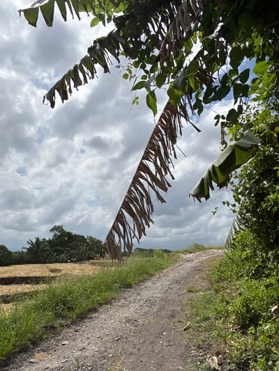 The image depicts a rural scene in Kerambitan, Indonesia, featuring a dirt road bordered by vegetation. To the left, banana plants with both green and decaying brown leaves overhang the road, partially obscuring a sky filled with white and gray clouds. The road itself is a mix of dirt and gravel, indicating possible vehicle or pedestrian traffic. Adjacent to the road is a strip of grassy vegetation. In the distance, denser trees are visible.