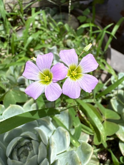 The image shows two small, light purple flowers with yellow centers, each with five delicate petals. The flowers are in focus and positioned in the center of the frame. Behind the flowers, out of focus, are various green plants, including a succulent with pale green, fleshy leaves at the bottom of the frame, and thin, grassy blades in the background. The lighting suggests it is daytime, with sunlight illuminating the scene. The image appears to have been taken outdoors in a garden or potted plant setting. There are no people visible in the image, and no specific identifiable landmarks related to Carrizal, Venezuela.