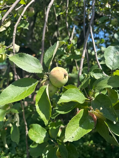 An outdoor, eye-level, close-up shot depicts unripe apples hanging from a tree in Rasskazovo, Russia. The apples are predominantly green with some reddish blush, attached to thin branches with rough bark, surrounded by vibrantly green leaves. Sunlight filters through the foliage, creating dappled shadows on the leaves and apples. The background is a blur of green foliage and branches, with hints of a bright blue sky visible in the upper right quadrant. A single strand of spiderweb is visible between two branches in the mid-ground. There are no people or animals present in the scene.
