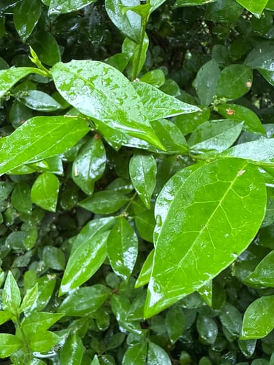 The image displays a close-up view of abundant green foliage, likely from a bush or hedge, filling the entire frame. Numerous water droplets are visible on the leaves, indicating recent rain or dew. The leaves vary in shape and size, predominantly ovate with some appearing more pointed, and exhibit various shades of vibrant green. Veins are discernible on some of the larger leaves. The water droplets create glistening highlights across the glossy surfaces of the wet foliage. The background consists of a soft blur of darker green leaves and shadows, contributing to the dense, lush appearance of the plant. The scene conveys a sense of natural freshness and tranquility, set outdoors in Sint Maartensvlotbrug, Netherlands. No specific activity is occurring, and no text is visible.