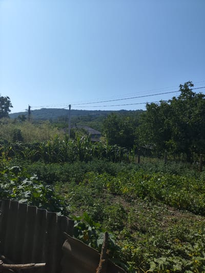 The image captures a rural scene in Risipeni, Moldova, on a clear day. The foreground is dominated by a lush, overgrown garden with various plants, including large, green leaves of what appear to be squash or pumpkin plants in the lower left. A weathered, corrugated roof section is visible in the far left foreground, with a wooden branch lying horizontally across it.
Beyond the garden, tall stalks of corn are prominent. In the mid-ground, a dark-roofed building, likely a house, is partially obscured by trees and vegetation. Two wooden posts, one taller than the other, stand in the mid-ground. In the background, rolling hills covered in dense green forest stretch towards the horizon under a bright blue sky. Overhead, power lines are strung between two utility poles, one of which is visible on the left side of the frame, with another further to the right. The overall impression is one of a cultivated rural landscape. No people or animals are visible in the image.