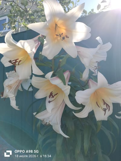 In the foreground, a cluster of white lilies with pale yellow centers is in full bloom. Several lilies are fully open, revealing their stamens and pistils. Other lilies are partially open, their petals unfurling towards the sunlight. The flowers are set against a blurred background of green foliage and a teal-colored fence. The upper right of the image features a lens flare from the sun, casting bright rays across the scene. In the lower left corner, a watermark displays "OPPO A98 5G" and "18 июля 2026 г. в 16:34", indicating the device and time the photograph was taken. The setting appears to be an outdoor garden.