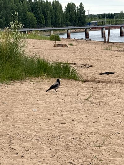 The image shows a crow standing on a sandy beach. In the background, there is a bridge over a body of water, and a line of trees. The scene appears to be in Nevskaya Dubrovka, Russia, as indicated by the context. The crow is facing to the left, with its beak slightly open. It is a medium-sized bird with gray and black plumage. The sand is light brown and appears dry, with some small pebbles and debris scattered on it. The water in the background is calm and reflects the sky, which is overcast. The bridge is made of concrete and steel, and has a walkway on top. The trees in the background are tall and green, and form a dense forest. There is also some sparse vegetation growing on the beach, including tall grasses and small plants. The overall impression is of a peaceful and natural setting, with the crow being the central subject of the image.