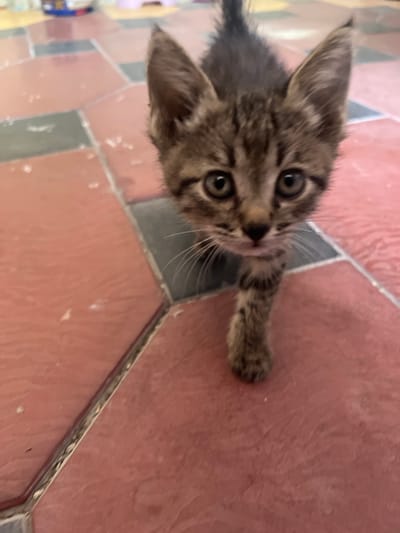 A kitten walks on a floor composed of reddish-brown and grey square tiles. The kitten has tabby markings and large ears. Its front right paw is visible as it steps forward. The background is blurred, showing what appears to be furniture. This scene is located in Almalyk, Uzbekistan.