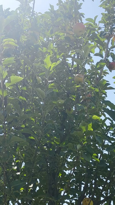 This media file captures an apple tree laden with fruit against a bright blue sky, suggesting a sunny day in Gulistan, Uzbekistan. The tree's branches are dense with lush green leaves, interspersed with ripe apples. Some apples are a rosy red, while others are a lighter green or yellow, indicating a variety of ripeness. The sunlight is intense, creating lens flare and dappled light effects as it filters through the foliage. The overall impression is one of abundance and a warm, clear day. There is no visible text in the image.