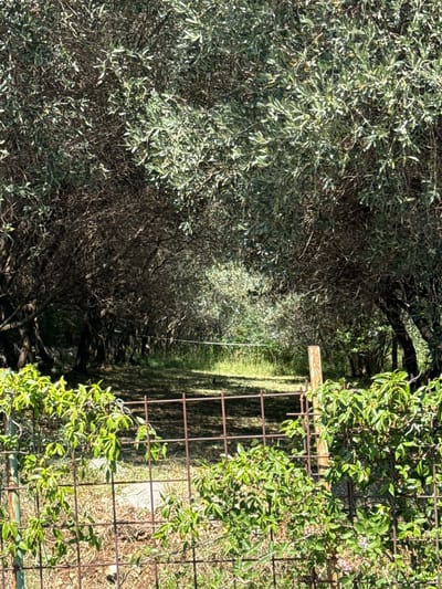 In Ivanovići, Montenegro, a sun-drenched scene unfolds within an olive grove. The foreground is dominated by a rusty metal grid fence, partially obscured by lush, green vines laden with small leaves. A weathered wooden post stands vertically within the fence. Beyond the fence, a pathway of dry, light-colored ground leads into the shaded depths of the grove. The olive trees, with their dense, silvery-green foliage and gnarled branches, form a natural canopy overhead, creating a dappled light effect on the ground. The overall impression is one of natural tranquility and organic growth.