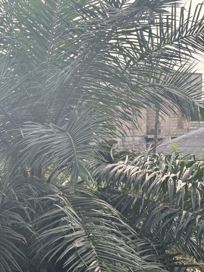 The image captures a dense outdoor scene in Ilishan, Nigeria. Numerous dark green palm fronds fill the majority of the frame, creating a layered visual barrier. In the background, partially obscured by the foliage, stands a multi-story building constructed of light-colored concrete blocks, appearing to be in an unfinished or dilapidated state. Below the building, a portion of a grey corrugated metal roof is visible. Amidst the central palm fronds, a dark-furred monkey is discernible, partially hidden by leaves as it appears to be perched or moving through the vegetation. The lighting is bright and diffuse, indicative of an outdoor daytime setting.